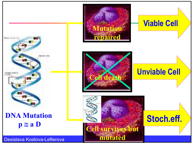 Diagram of DNA mutation after irradiation, showing three outcomes: a viable cell after the mutation is repaired, cell death, and a cell that survives but is mutated, giving a stochastic effect