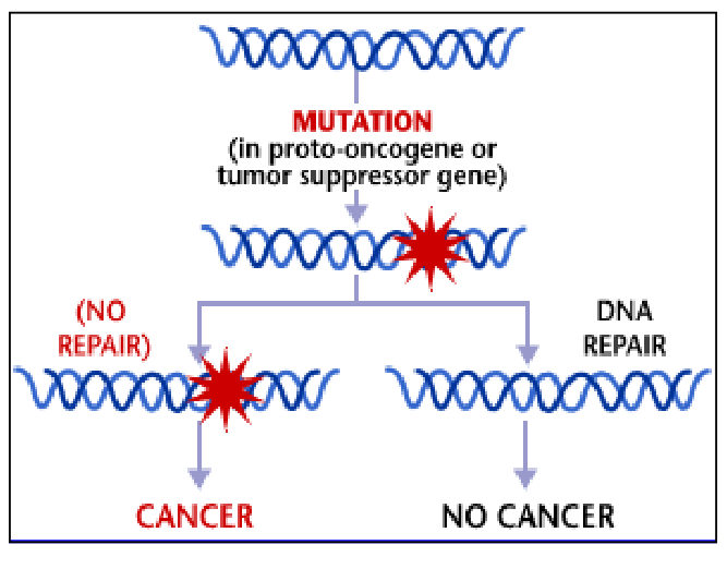 Diagram showing a mutation in a proto-oncogene or tumour suppressor gene, followed by either no repair, which leads to cancer, or DNA repair, which leads to no cancer