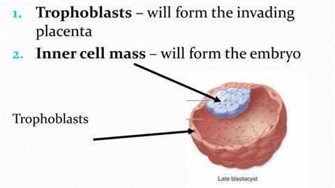 Trophoblasts will form the invading placenta; inner cell mass will form the embryo (late blastocyst)