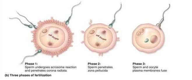 Three phases of fertilisation drawn on the oocyte: phase 1 sperm undergoes acrosome reaction and penetrates corona radiata, phase 2 sperm penetrates zona pellucida, phase 3 sperm and oocyte plasma membranes fuse
