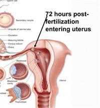 Uterus and uterine tube: the most common site of conception is the ampulla, the widest part of the tube close to the ovary; 72 hours after fertilisation the embryo enters the uterus