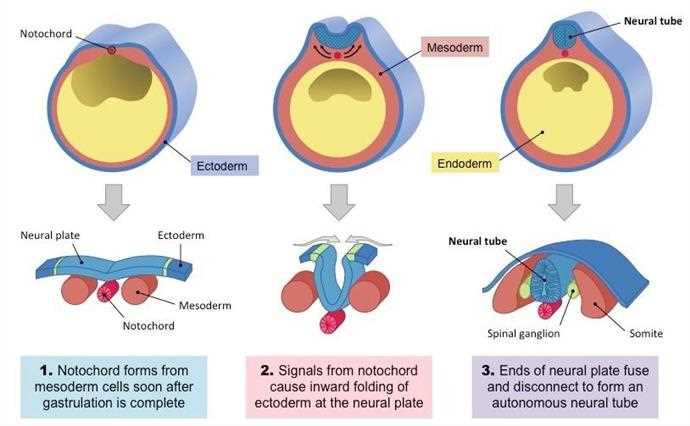 Three steps: 1 the notochord forms from mesoderm cells soon after gastrulation is complete; 2 signals from the notochord cause inward folding of the ectoderm at the neural plate; 3 ends of the neural plate fuse and disconnect to form an autonomous neural tube