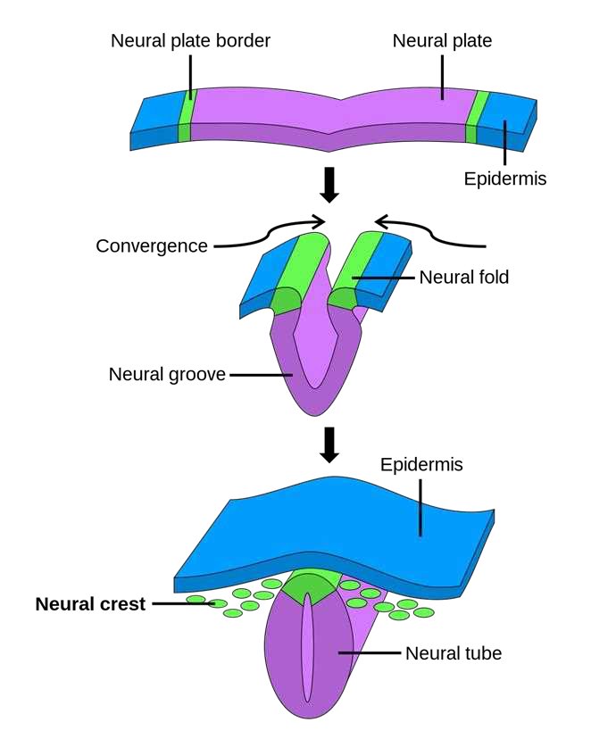 Neural plate border, neural plate, convergence of the neural folds, neural groove, epidermis, neural crest and neural tube in three steps