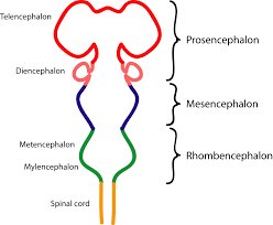 Brain vesicles: telencephalon, diencephalon (prosencephalon); mesencephalon; metencephalon, myelencephalon (rhombencephalon); spinal cord