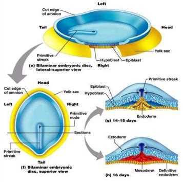 Student notes: bilaminar embryonic disc, lateral-superior and superior views with primitive streak, primitive node, epiblast, hypoblast, yolk sac, cut edge of amnion, and sections at 14 to 15 days and 16 days