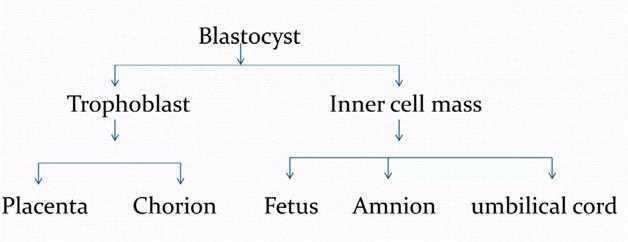 Flow chart: the blastocyst divides into trophoblast (placenta, chorion) and inner cell mass (fetus, amnion, umbilical cord)