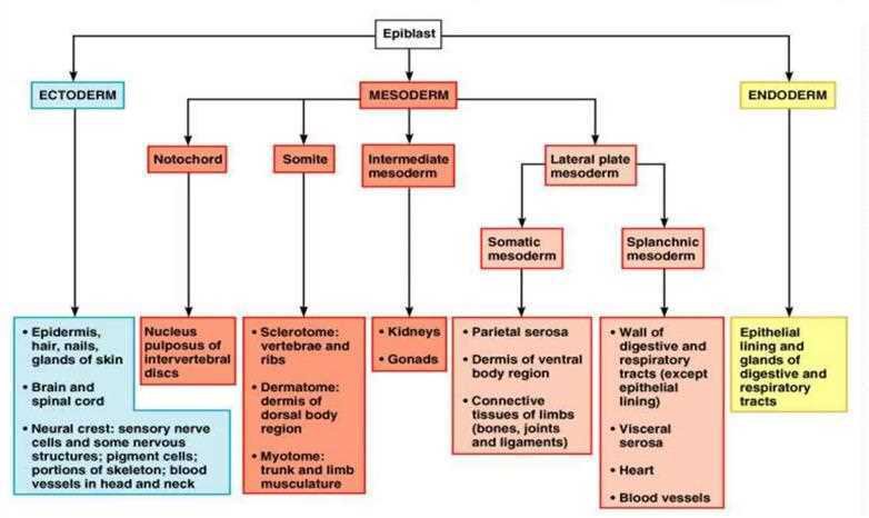 Flow chart from the epiblast: ectoderm (epidermis, hair, nails, glands of skin, brain, spinal cord, neural crest derivatives), mesoderm (notochord, somite, intermediate mesoderm, lateral plate mesoderm split into somatic and splanchnic), endoderm (epithelial lining and glands of digestive and respiratory tracts)