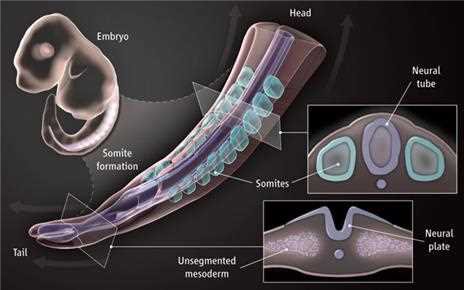 Somite formation: embryo, head, neural tube, somites, unsegmented mesoderm, neural plate, tail