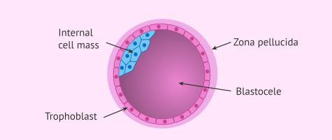 Blastocyst scheme: internal cell mass, zona pellucida, trophoblast, blastocele