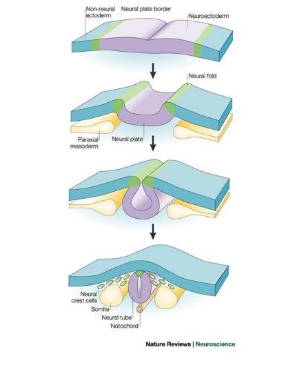 Neurulation with non-neural ectoderm, neural plate border, neuroectoderm, neural fold, paraxial mesoderm, neural plate, neural crest cells, somite, neural tube, notochord