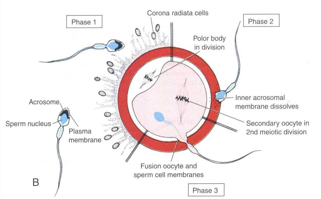 Three phases of fertilisation: corona radiata cells, polar body in division, acrosome, sperm nucleus, plasma membrane, inner acrosomal membrane dissolves, secondary oocyte in second meiotic division, fusion of oocyte and sperm cell membranes (phase 1, phase 2, phase 3)