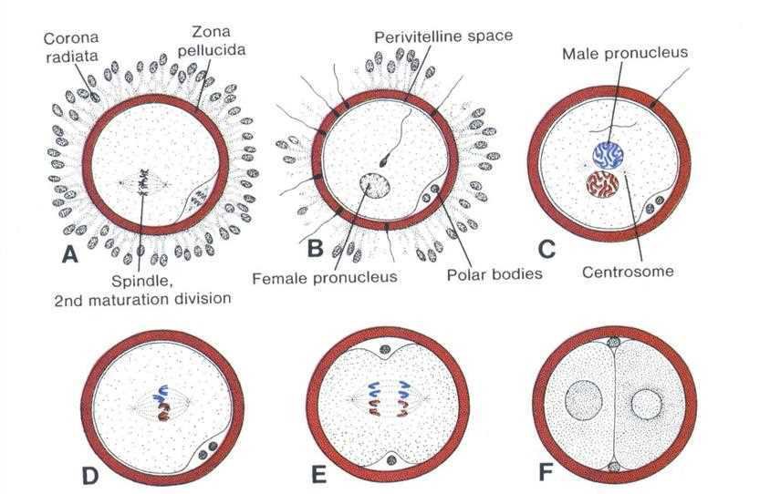 Stages from fertilisation to the first division, A to F: corona radiata, zona pellucida, spindle of the 2nd maturation division, perivitelline space, female pronucleus, male pronucleus, polar bodies, centrosome