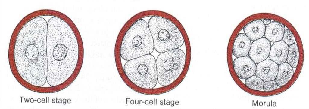 Two-cell stage, four-cell stage and morula drawn side by side