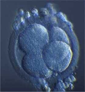 Photograph of the cleaving embryo at the three to four-cell stage, blastomeres in the zona pellucida