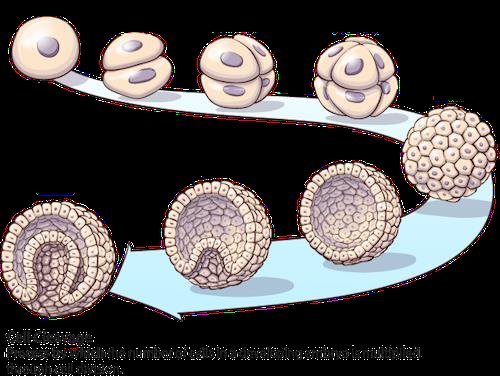 Cleavage path from the first cell divisions through the morula to the blastocyst stages