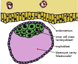 Schematic of the blastocyst: endometrium, inner cell mass (embryoblast), trophoblast, blastocyst cavity (blastocoele)