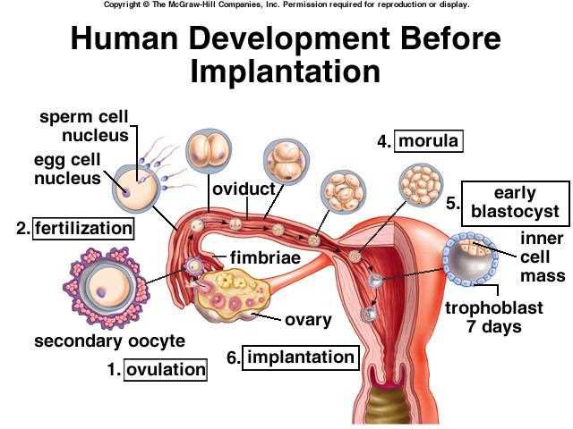 Human development before implantation: ovulation, fertilisation, oviduct, fimbriae, ovary, secondary oocyte, morula, early blastocyst, inner cell mass, trophoblast at 7 days, implantation