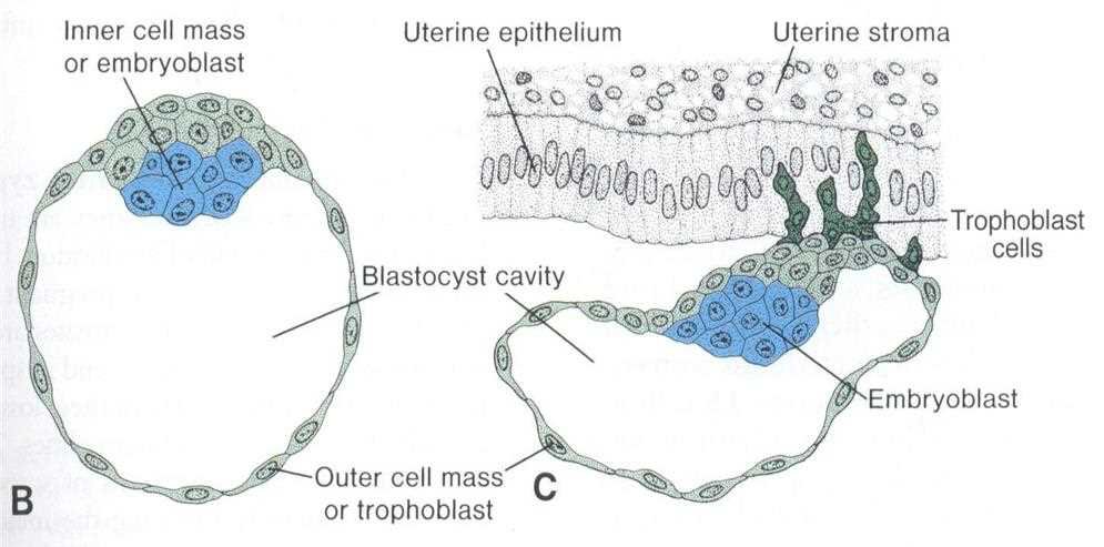 Formation of the inner cell mass: blastocyst with inner cell mass (embryoblast), blastocyst cavity and outer cell mass (trophoblast); on the right the blastocyst at the uterine epithelium and stroma with trophoblast cells