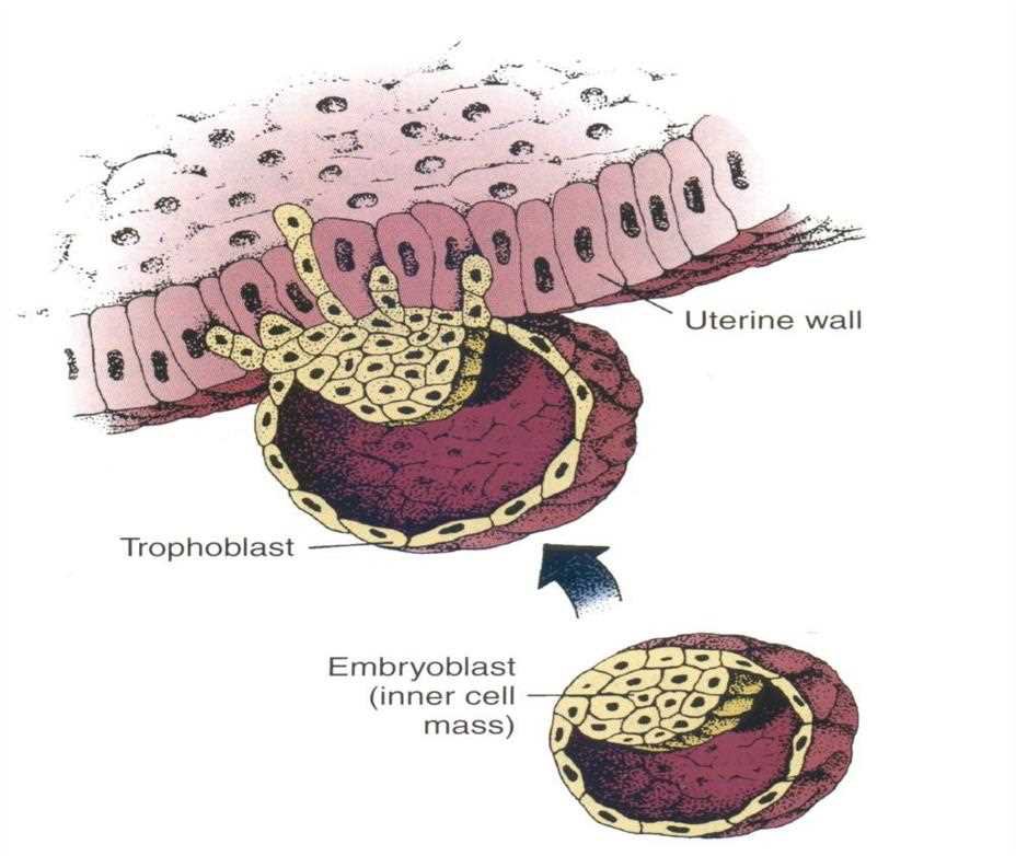 Blastocyst implanting into the uterine wall: trophoblast; embryoblast (inner cell mass) below