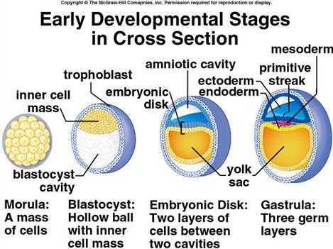 Early developmental stages in cross section: morula (a mass of cells), blastocyst (hollow ball with inner cell mass), embryonic disk (two layers of cells between two cavities), gastrula (three germ layers)