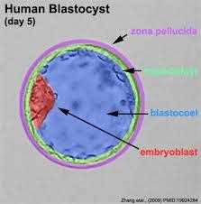 Human blastocyst, day 5: zona pellucida, trophoblast, blastocoel and embryoblast labelled (Zhang et al.)