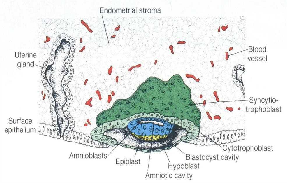 Implanted blastocyst with endometrial stroma, uterine gland, surface epithelium, syncytiotrophoblast, cytotrophoblast, amnioblasts, epiblast, hypoblast, blastocyst cavity, amniotic cavity, blood vessel