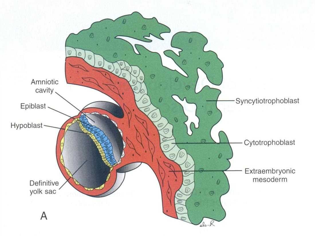 Later stage of implantation: amniotic cavity, epiblast, hypoblast, definitive yolk sac, syncytiotrophoblast, cytotrophoblast, extraembryonic mesoderm