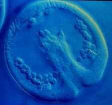 Gastrulation: embryonic disc seen from above in a blue-tinted contrast micrograph with the primitive node and primitive streak on the midline
