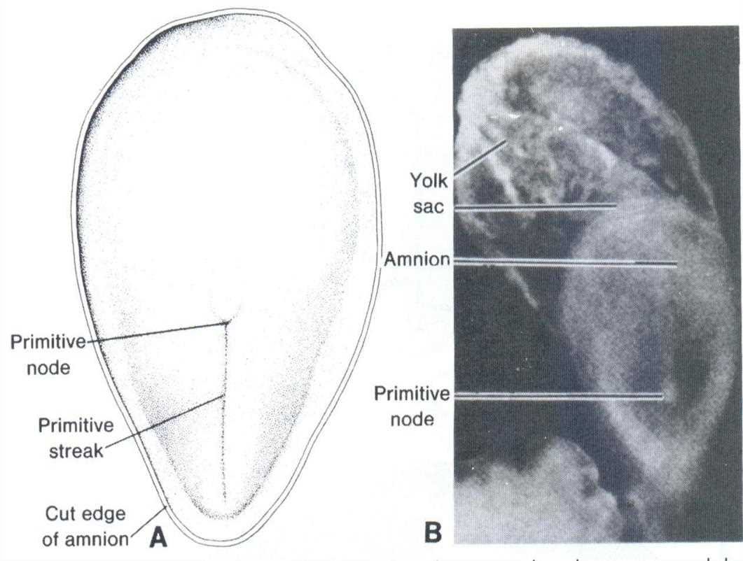 A: drawing of the disc with primitive node, primitive streak, cut edge of amnion; B: photograph of the embryo with yolk sac, amnion and primitive node labelled