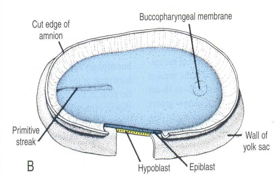 Primitive streak, cut edge of amnion, wall of yolk sac, hypoblast, epiblast and buccopharyngeal membrane (B)