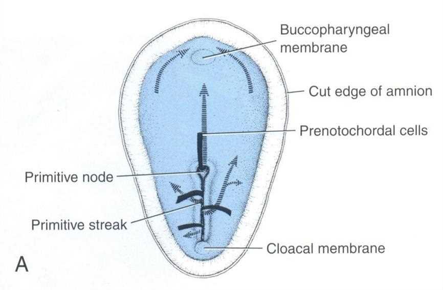 Dorsal view: buccopharyngeal membrane, cut edge of amnion, prenotochordal cells, primitive node, primitive streak, cloacal membrane, with arrows for cell migration (A)