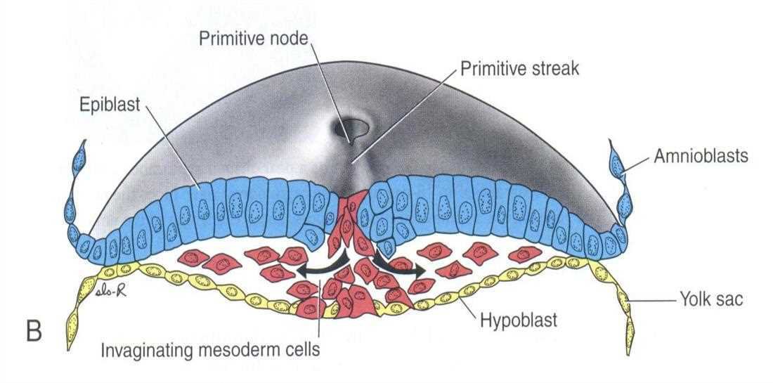Cross section through the primitive streak: epiblast, primitive node, primitive streak, amnioblasts, invaginating mesoderm cells, hypoblast, yolk sac
