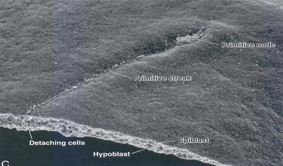 Scanning electron micrograph of the primitive node and primitive streak: detaching cells, epiblast and hypoblast