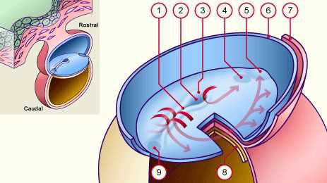 Numbered scheme 1 to 9 of the cell movements during gastrulation, rostral and caudal ends, with red arrows