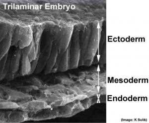 Trilaminar embryo in a scanning electron micrograph: ectoderm, mesoderm, endoderm