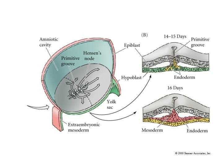 Gastrulation scheme: amniotic cavity, Hensen's node, primitive groove, epiblast, yolk sac, extraembryonic mesoderm; sections at 14 to 15 days (primitive groove, epiblast, hypoblast, endoderm) and at 16 days (ectoderm, mesoderm, definitive endoderm)