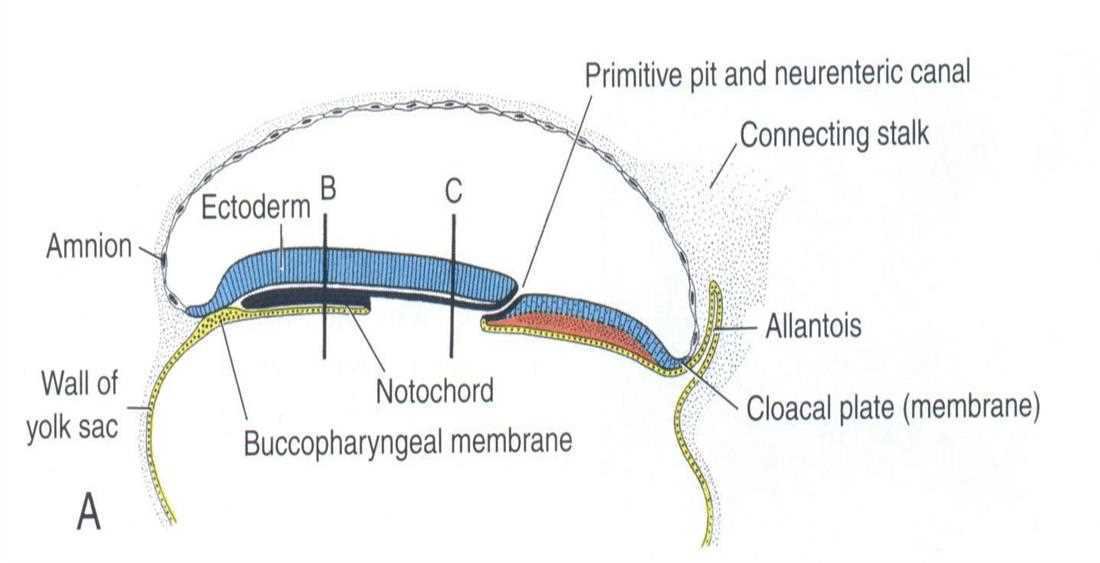 Sagittal view: primitive pit and neuroenteric canal, connecting stalk, amnion, ectoderm, notochord, buccopharyngeal membrane, wall of yolk sac, allantois, cloacal plate (membrane) (A)