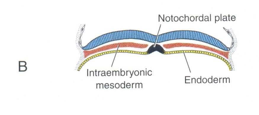 Cross section: notochordal plate, intraembryonic mesoderm and endoderm (B)