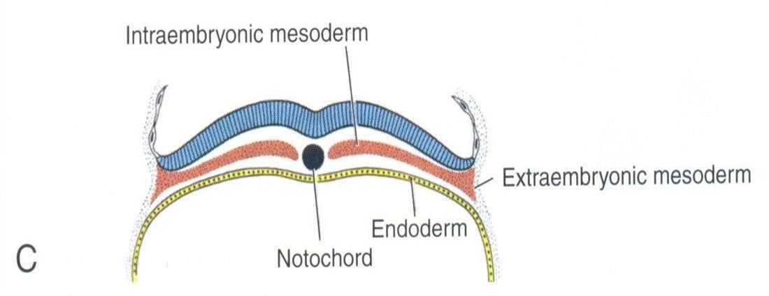 Cross section: intraembryonic mesoderm, extraembryonic mesoderm, endoderm and the notochord (C)