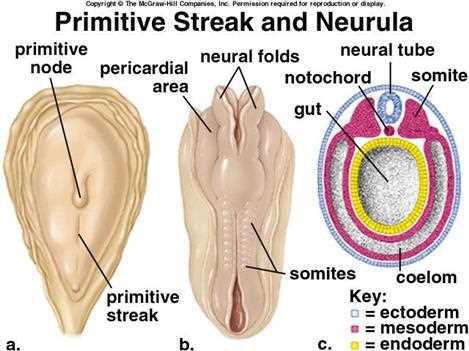 Primitive streak and neurula: primitive node, pericardial area, neural folds, neural tube, notochord, somite, gut, coelom, primitive streak, somites, with the key ectoderm, mesoderm, endoderm (a, b, c)