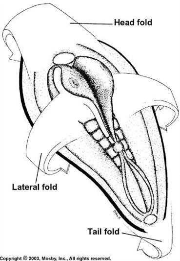 Folding embryo: head fold, lateral fold and tail fold
