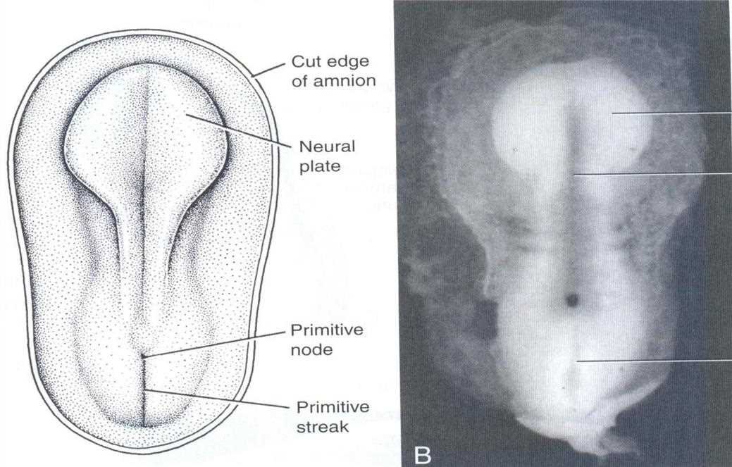 Dorsal view of the embryo: neural plate, primitive node, primitive streak, cut edge of amnion (A) and embryo photograph (B)