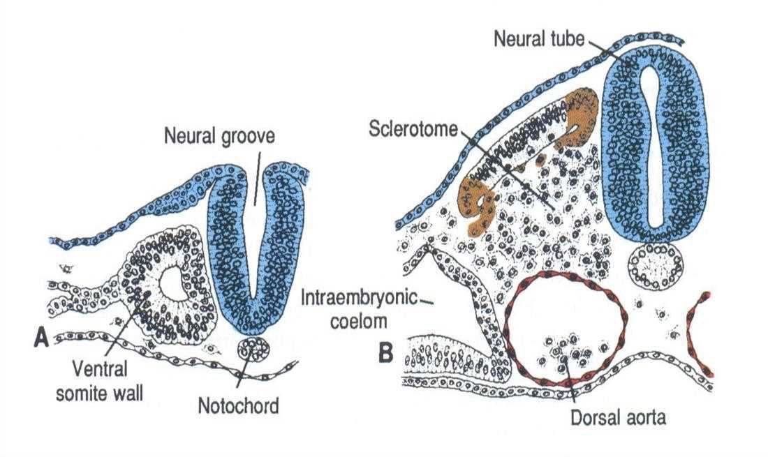 Cross section of the neural groove and neural tube with ventral somite wall, notochord, sclerotome, intraembryonic coelom, dorsal aorta (A and B)