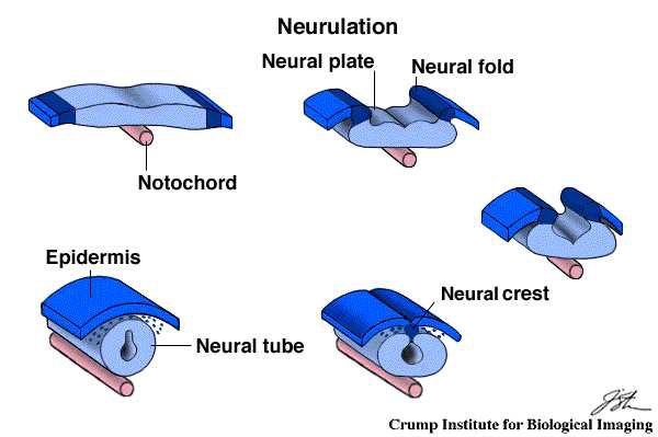 Neurulation: neural plate, neural fold, notochord, epidermis, neural crest, neural tube (Crump Institute)