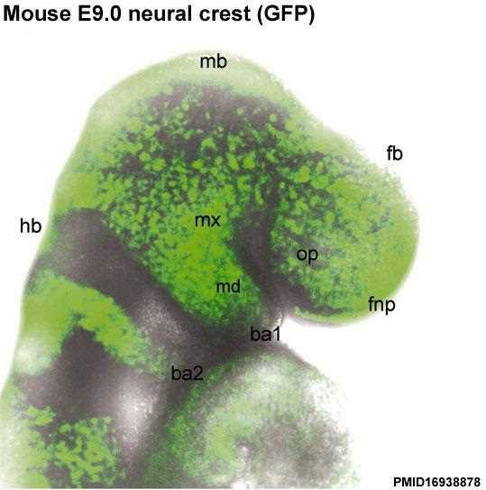 Mouse embryo at E9.0 with neural crest cells shown in green: mb midbrain, fb forebrain, hb hindbrain, op optic, fnp frontonasal process, mx maxillary, md mandibular, ba1 and ba2 branchial arches