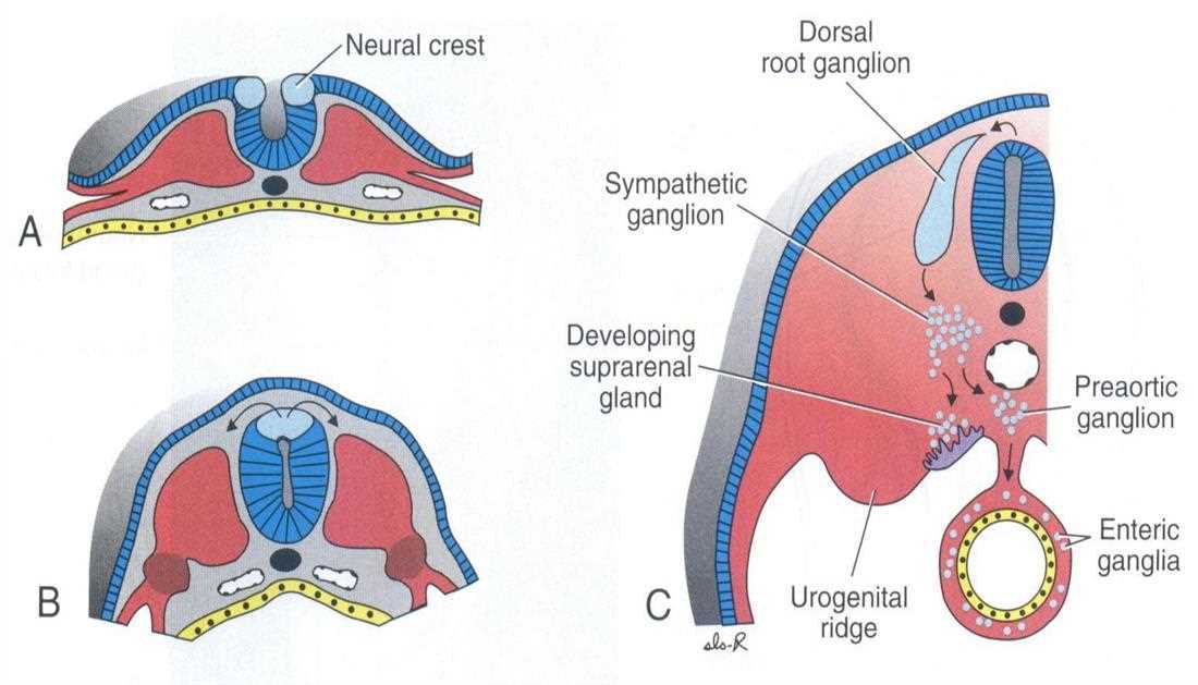 Neural crest in sections A and B and derivatives in C: dorsal root ganglion, sympathetic ganglion, developing suprarenal gland, preaortic ganglion, enteric ganglia, urogenital ridge