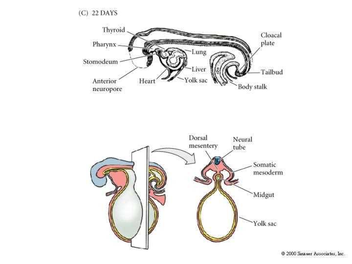 C: embryo at 22 days (thyroid, pharynx, lung, stomodeum, anterior neuropore, heart, liver, yolk sac, cloacal plate, tailbud, body stalk) and below a cross section: dorsal mesentery, neural tube, somatic mesoderm, midgut, yolk sac