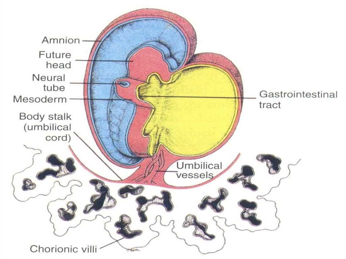 Embryo with amnion, future head, neural tube, mesoderm, body stalk (umbilical cord), umbilical vessels, chorionic villi and the gastrointestinal tract