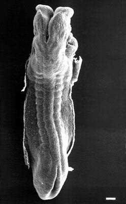 Scanning electron micrograph, dorsal view of the embryo: open neural folds cranially, somites along the sides