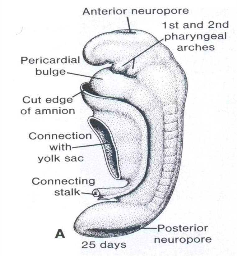 Embryo at 25 days: anterior neuropore, 1st and 2nd pharyngeal arches, pericardial bulge, cut edge of amnion, connection with the yolk sac, connecting stalk, posterior neuropore
